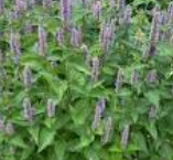 Load image into Gallery viewer, Organic Anise Hyssop 1 oz