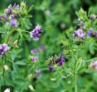 Load image into Gallery viewer, Organic Alfalfa 1 oz