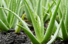 Load image into Gallery viewer, Organic Aloe Vera Leaf 1 oz