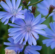 Load image into Gallery viewer, Organic Chicory Root-Roasted 1 oz