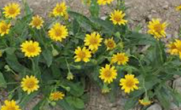 Organic Arnica