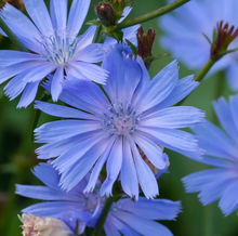 Load image into Gallery viewer, Organic Chicory Root-Roasted
