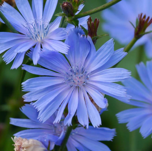 Organic Chicory Root-Roasted