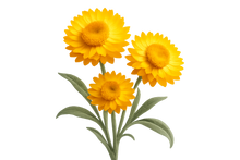 Load image into Gallery viewer, remove background
