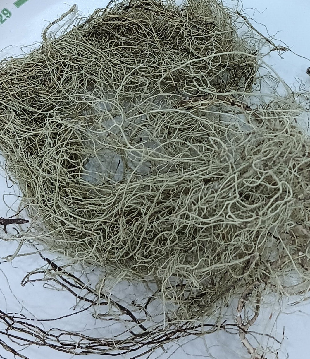 Organic Usnea Lichen 1 oz
